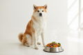 Majestic Akita Inu with a fresh bowl of JustFoodForDogs meal